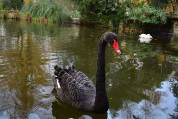 LA TEORÍA DEL CISNE NEGRO. 9 CLAVES PARA 